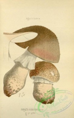 mushrooms-08428 - 018-amanita rubescens