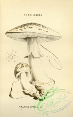 mushrooms-08429 - 019-amanita spissa