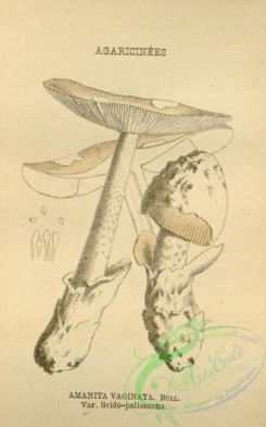 mushrooms-08433 - 023-amanita vaginata livido-pallescens