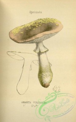 mushrooms-08438 - 028-amanita virescens
