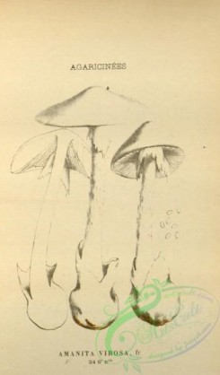 mushrooms-08439 - 029-amanita virosa