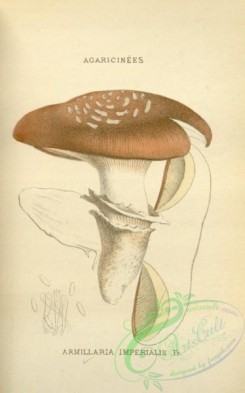 mushrooms-08445 - 035-armillaria imperialis