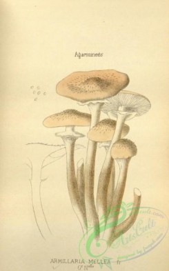 mushrooms-08446 - 036-armillaria mellea