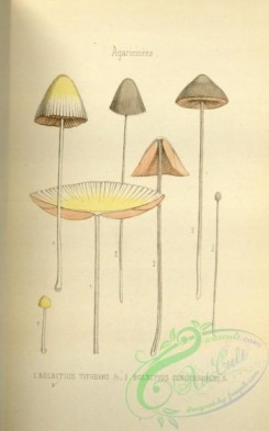 mushrooms-08454 - 044-bolbitius titubans, bolbitius conocephalus