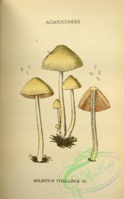 mushrooms-08457 - 047-bolbitius vitellinus