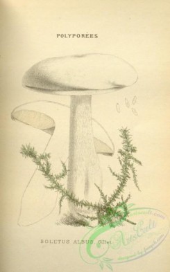 mushrooms-08458 - 048-boletus albus
