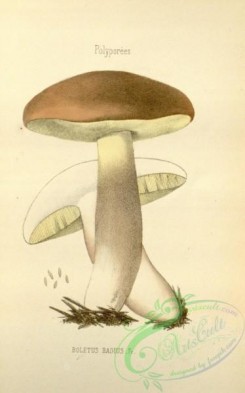mushrooms-08459 - 049-boletus badius