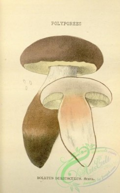 mushrooms-08465 - 055-boletus duriusculus