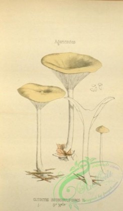 mushrooms-08536 - 126-clitocybe infundibuliformis