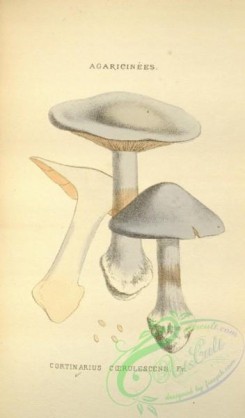 mushrooms-08617 - 207-cortinarius coerulescens