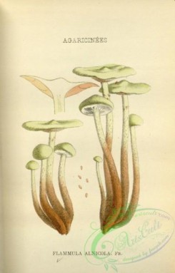 mushrooms-08691 - 019-flammula alnicola