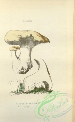 mushrooms-08730 - 058-hydnum repandum