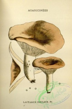 mushrooms-08794 - 122-lactarius insulsus