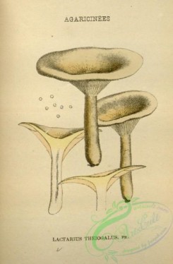 mushrooms-08804 - 132-lactarius theiogalus