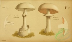 mushrooms-08917 - 001-amanita phalloides, psalliota campestris