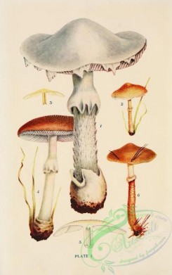 mushrooms-08924 - 001-amanita virosa, lepiota amianthina, amanita asper, lepiota glioderma