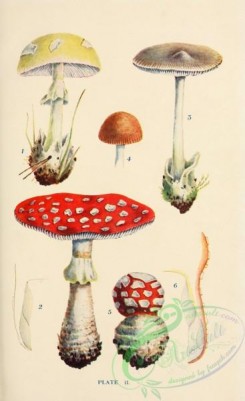 mushrooms-08925 - 002-amanita phalloides, amanitopsis vaginata, amanita muscaria, Fly Agaric