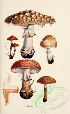mushrooms-08926 - 003-amanita strobiliformis, lepiota granulosa, lepiota excoriata, amanita rubescens, lepiota hispida