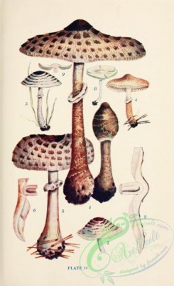 mushrooms-08927 - 004-lepiota procera, lepiota felina, lepiota carcharias, lepiota rachodes, lepiota cristata, chlorospora eyrei
