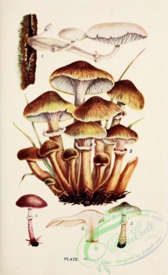 mushrooms-08929 - 006-armillaria mucida, armillaria mellea, armillaria haematites, armillaria ramentacea