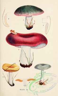 mushrooms-08932 - 009-russula cyanoxantha, russula rubra, russula lutea, russula azurea