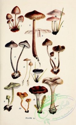 mushrooms-08934 - 011-mycena haematopoda, mycena berkeleyi, mycena pura, mycena polygramma, mycena filopes, omphalia maura, mycena leucogala, mycena rugosa