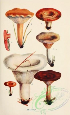 mushrooms-08937 - 014-lactarius volemus, lactarius deliciosus, lactarius pyrogalus, lactarius subumbonatus, lactarius vellereus, lactarius rufus