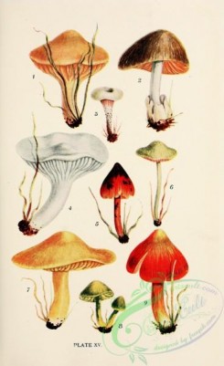 mushrooms-08938 - 015-hygrophorus pratensis, volvaria volvacea, eccilia atropuncta, hygrophorus pratensis, hygrophorus conicus, leptonia chloropolia