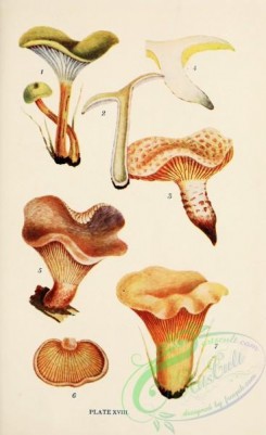mushrooms-08941 - 018-cantharellus infundibuliformis, lentinus lepideus, panus torulosus, panus stypticus, cantharellus cibarius