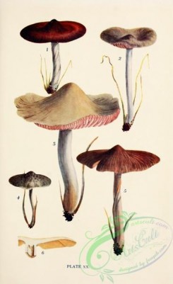 mushrooms-08943 - 020-entoloma nigrocinnamomeum, entoloma prunuloides, entoloma sinuatum, entoloma thomsoni, entoloma jubatum