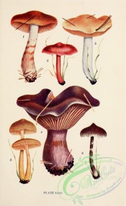mushrooms-08946 - 023-cortinarius armillatus, cortinarius sanguineus, cortinarius dolabratus, cortinarius violaceus, cortinarius cinnamomeus, cortinarius rigidus