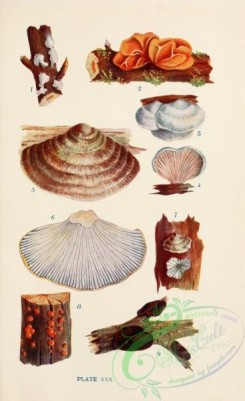 mushrooms-08953 - 030-exidia albida, tremella mesenterica, schizophyllum commune, lenzites flaccida, trogia crispa