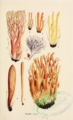 mushrooms-08957 - 034-clavaria formosa, clavaria persimilis, clavaria inaequalis, clavaria fusiformis, clavaria cinerea, clavaria pistillaris, clavaria lugula
