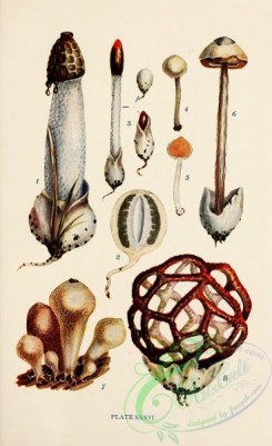 mushrooms-08959 - 036-ithyphallus impudicus, mutinus caninus, tulostoma mammosum, batarrea phalloides, lycoperdon piriforme
