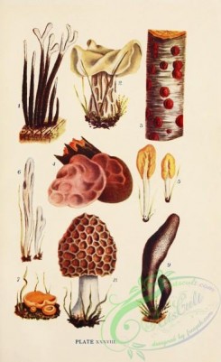 mushrooms-08961 - 038-xylaria hypoxylon, helvella crispa, hypoxylon coccineum, hirneola auricula-judae, spathularia clavata, clavaria rugosa