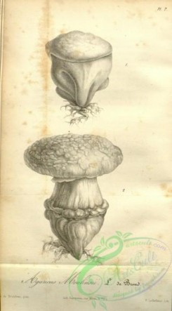 mushrooms_bw-00001 - 125-agaricus moulinsii