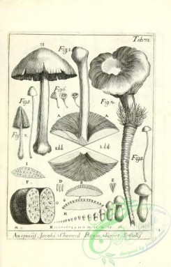 mushrooms_bw-00016 - 140-erinaceus