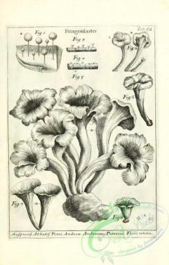 mushrooms_bw-00024 - 148-fungoidaster