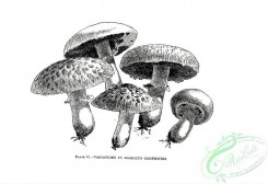 mushrooms_bw-00043 - 167-agaricus campestris