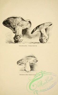 mushrooms_bw-00093 - 005-tricholoma terriferum, tricholoma personata