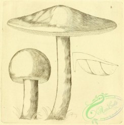 mushrooms_bw-00115 - 002-Broad Agaric