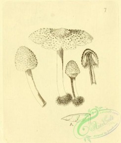 mushrooms_bw-00120 - 007-Crested Agaric
