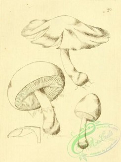 mushrooms_bw-00142 - 030-Green Polished Agaric