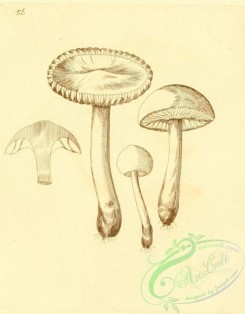 mushrooms_bw-00167 - 056-Fulvous Agaric