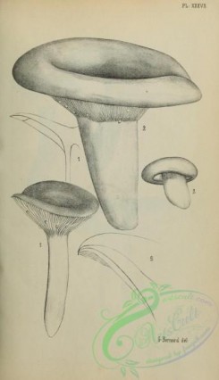 mushrooms_bw-00334 - black-and-white 037-lactarius uvidus, lactarius piperatus