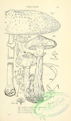 mushrooms_bw-00356 - black-and-white 412-agaricus dolichaulos, agaricus melleus, agaricus tenerrimus