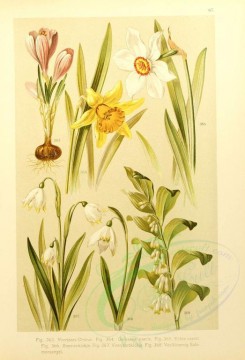 narcissus-00068 - polygonatum multiflorum, narcissus pseudonarcissum, narcissus poeticus, galanthus nivalis, leucojum vernum, crocus sativus [2146x3147]