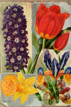 narcissus-00108 - 003-Hyacinthus, Narcissus, Tulips, Iris