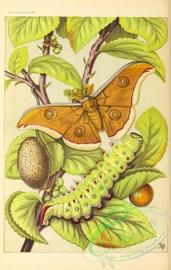 nature_and_art-00082 - 016-Tusseh Silkworm and Moth