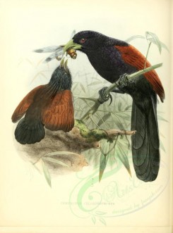 nestlings-00075 - Green-billed Coucal [2730x3687]